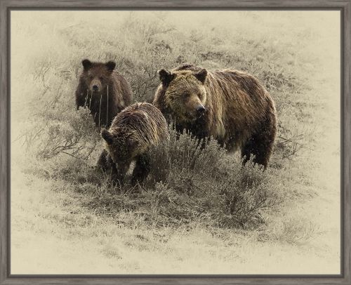 Jim Brown 26 x 34 Canvas Giclee Art:"Grizzly Family"