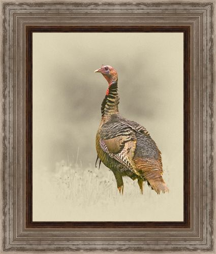 Jim Brown 28 x 24 Canvas Giclee Art:"Turkey"
