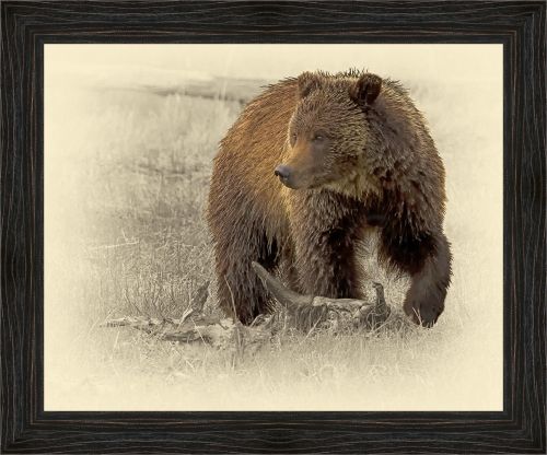 Jim Brown 30 x 36 Canvas Giclee Art:"Grizzly Bear"