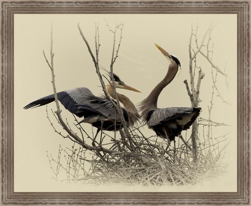 Jim Brown 38 x 46 Canvas Giclee Art:"Great Blue Heron Pair"