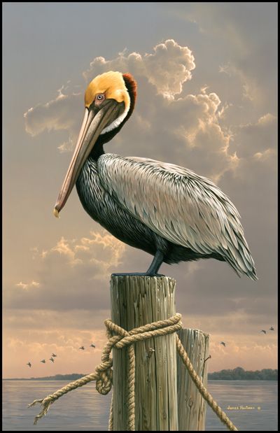 Jim Hautman Artist Signed Limited Edition Canvas Giclee:"Captiva Pelican"