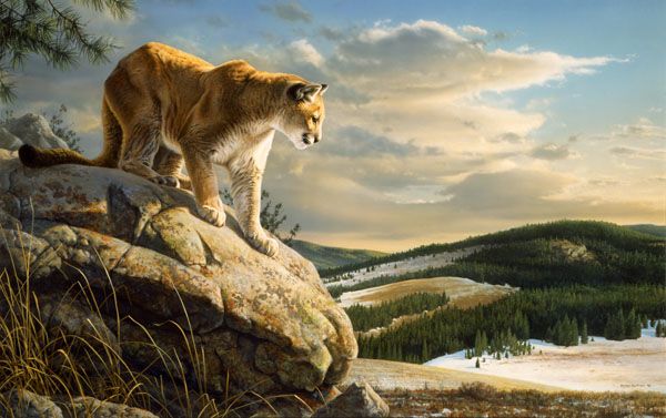 Jim Hautman Limited Edition Print:"Vantage Point - Cougar"