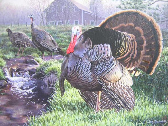 Jim Kasper Artist Proof Wild Turkey Stamp Print:"Spring Show - Wild Turkey's"