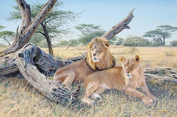 Jim Kasper Hand Signed & Number Limited Edition:"Ardent Pair - Lions"