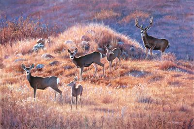 Jim Kasper Limited Edition Artist Proof Print: "Morning Trek - Mule Deer"