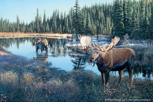 Jim Kasper Limited Edition Premier Gicl&eacute;e Canvas:"Now Showing - Moose"