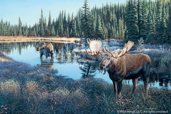 Jim Kasper Limited Edition Premier Gicl&eacute;e Canvas:"Now Showing - Moose"