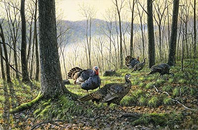 Jim Kasper Limited Edition Print:"Spring Fever-Turkeys "