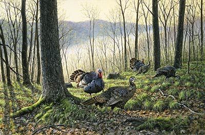 Jim Kasper Limited Edition Print:"Spring Fever-Turkeys "