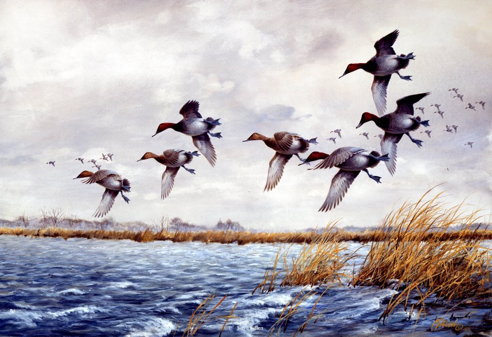 Jim Killen Edition Artist Proof Print:""Wind Swept Cans" Canvasbacks"