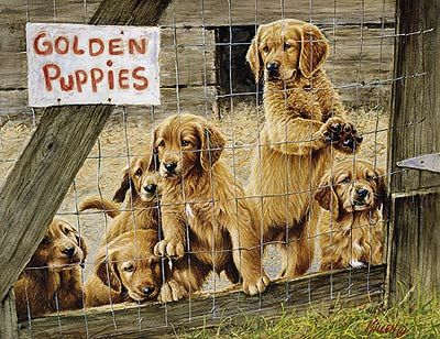 Jim Killen Edition Print:"Golden Daze- Golden Retriever"
