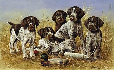 Jim Killen Edition Print: "Great Hunting - Drahtaar Puppies"