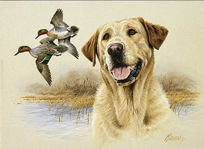 Jim Killen Edition Print:"In The Marsh - Yellow Lab"