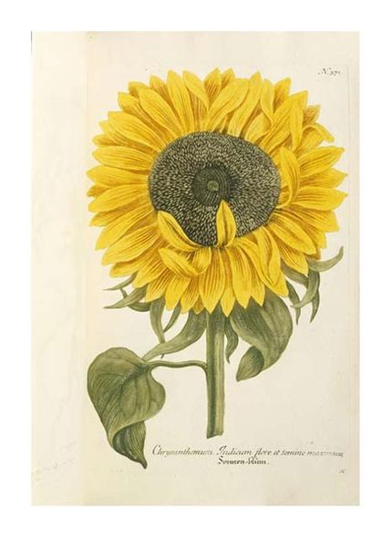 Johann Wilhem Weinmann Fine Art Open Edition Gicl&eacute;e:"Sun Flower"