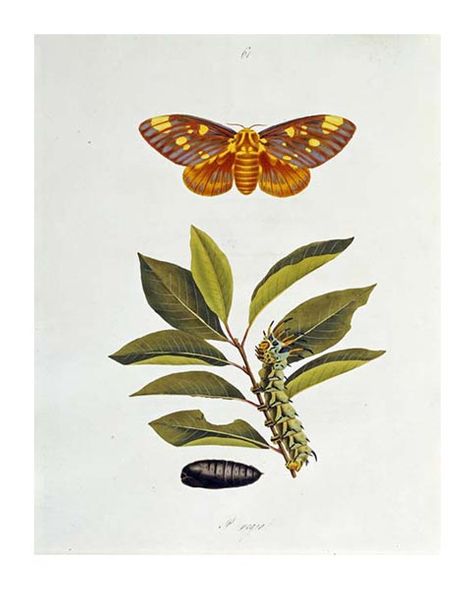 John Abbot Fine Art Open Edition Gicl&eacute;e:"The Natural History of the Rarer Lepidopterous Insects of Georgia 1794"
