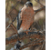 John Aldrich Artist Signed and Numbered Limited Edition Print:"Woodland Sniper-Cooper's Hawk"