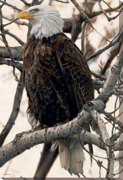 John Aldrich Open Edition Wrapped Canvas:"The Sentinel - Bald Eagle"