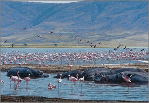 John Banovich limited edition giclée on canvas:"Beauties and the Beasts"