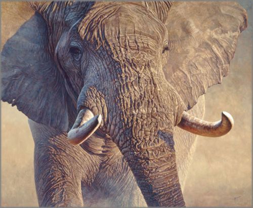 John Banovich limited edition giclée on canvas:"Big Ivory"