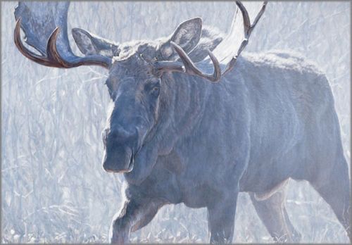 John Banovich limited edition gicl&eacute;e on canvas:"Bull of the Woods"