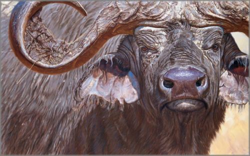 John Banovich limited edition gicl&eacute;e on canvas:"Headdress"