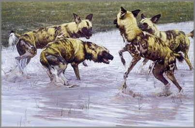John Banovich limited edition print on canvas:"After the Rains"