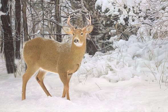 John Bye Hand Signed and Numbered Limited Edition Gicl&eacute;e Canvas:"Winters Beauty"