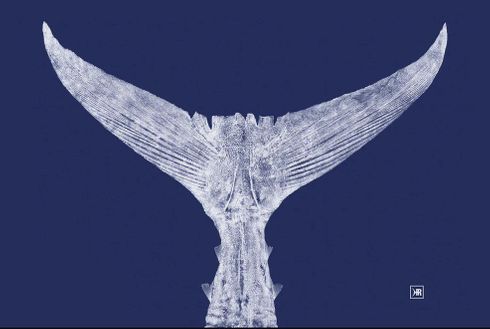 Nicole Salva Artist Signed Fine Art Canvas Giclee:"Atlantic Bluefin Tuna"