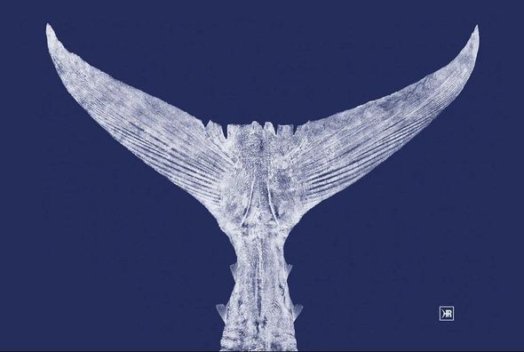 Nicole Salva Artist Signed Fine Art Canvas Giclee:"Atlantic Bluefin Tuna"