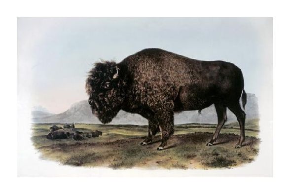 John James Audubon Fine Art Open Edition Gicl&eacute;e:"American Bison or Buffalo"