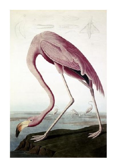 John James Audubon Fine Art Open Edition Gicl&eacute;e:"American Flamingo"