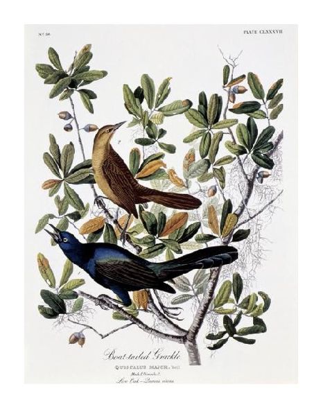 John James Audubon Fine Art Open Edition Gicl&eacute;e:"Boat Tailed Grackle - Male and Female"
