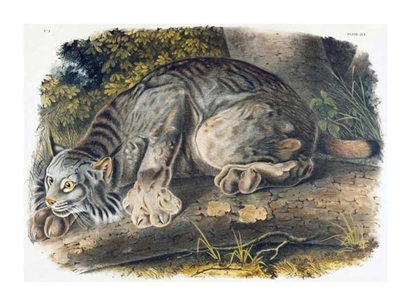 John James Audubon Fine Art Open Edition Gicl&eacute;e:"Canada Lynx"