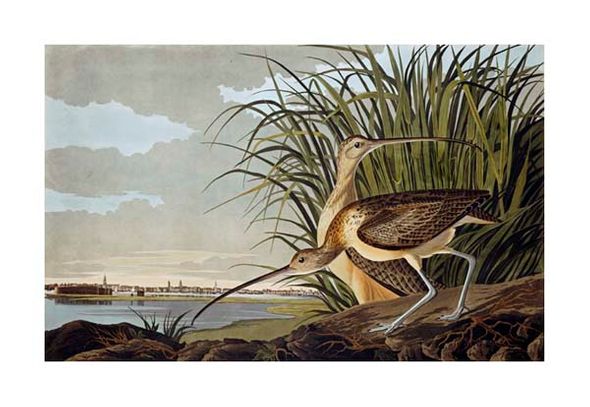 John James Audubon Fine Art Open Edition Gicl&eacute;e:"Male and Female Long Billed Curlew"
