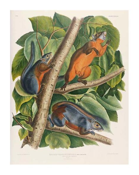 John James Audubon Fine Art Open Edition Gicl&eacute;e:"Red-Bellied Squirrel"
