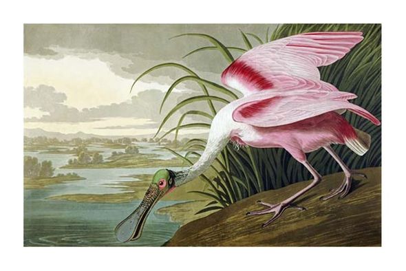 John James Audubon Fine Art Open Edition Gicl&eacute;e:"Roseate Spoonbill"