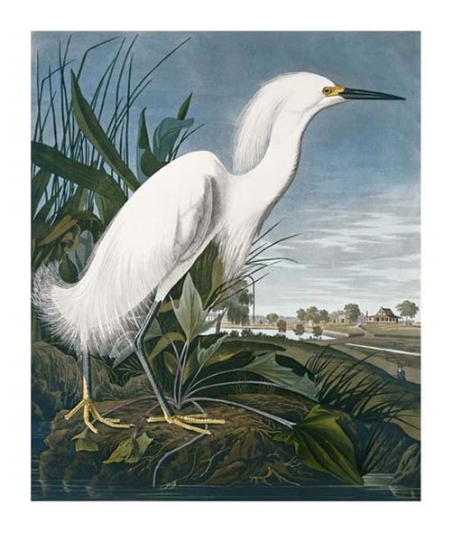 John James Audubon Fine Art Open Edition Gicl&eacute;e:"Snowy Heron"