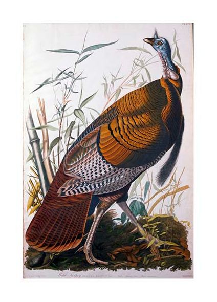 John James Audubon Fine Art Open Edition Gicl&eacute;e:"Wild Turkey, Male"