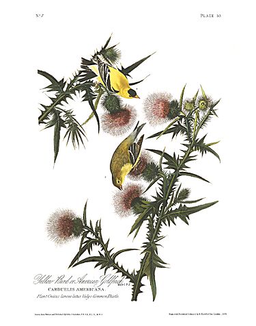John James Audubon Limited Centennial Edition Giclee on Paper:"American Goldfinch"