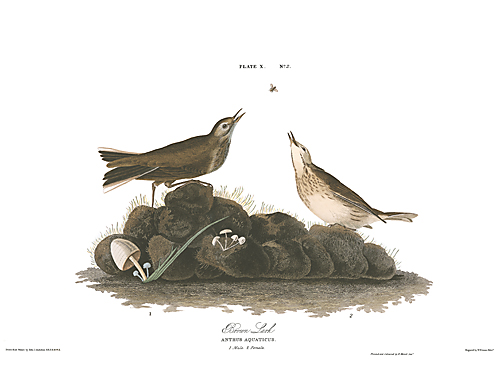 John James Audubon Limited Centennial Edition Giclee on Paper:"American Pipit"