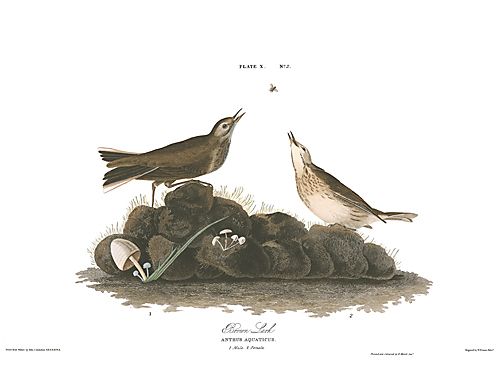 John James Audubon Limited Centennial Edition Giclee on Paper:"American Pipit"
