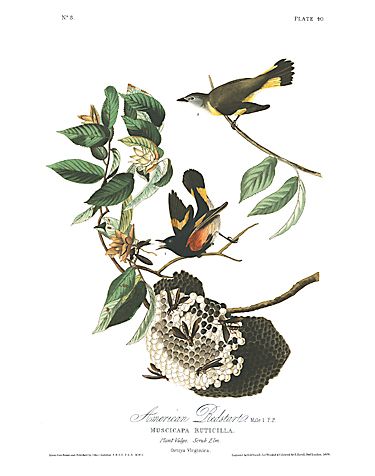 John James Audubon Limited Centennial Edition Giclee on Paper:"American Redstart"