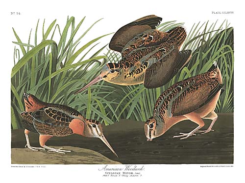 John James Audubon Limited Centennial Edition Giclee on Paper:"American Woodcock"