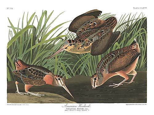 John James Audubon Limited Centennial Edition Giclee on Paper:"American Woodcock"