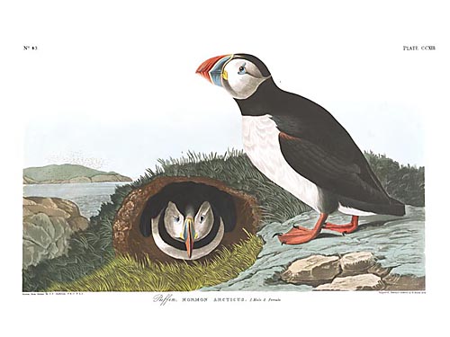 John James Audubon Limited Centennial Edition Giclee on Paper:"Atlantic Puffin"