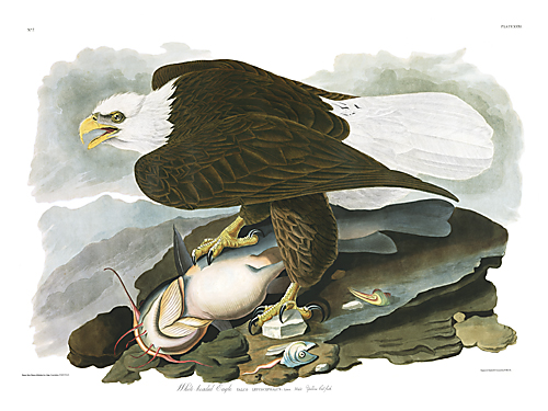 John James Audubon Limited Centennial Edition Giclee on Paper:"Bald Eagle"