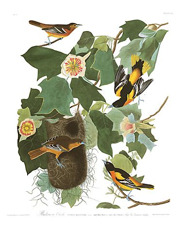 John James Audubon Limited Centennial Edition Giclee on Paper:"Baltimore Oriole"