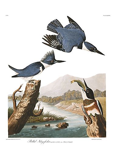 John James Audubon Limited Centennial Edition Giclee on Paper:"Belted Kingfisher"