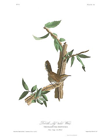 John James Audubon Limited Centennial Edition Giclee on Paper:"Bewick's Wren"