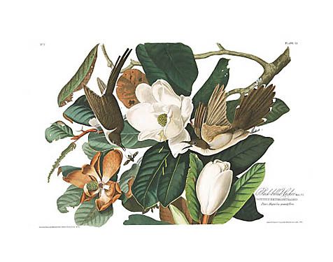 John James Audubon Limited Centennial Edition Giclee on Paper:"Black-billed Cuckoo"